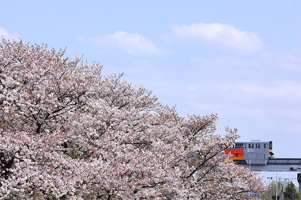 お家で、電車で、お花見しよう！ 全国の「桜と鉄道」をイッキ見 