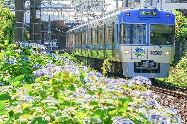 京王 井の頭線でアジサイのヘッドマーク付き列車を運行 鉄道ホビダス
