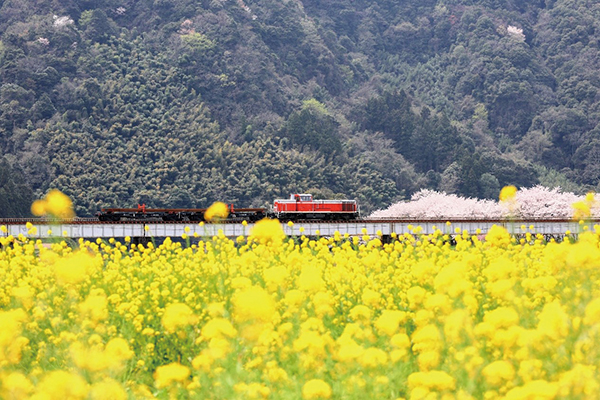 春景色のレール工臨…！〔今日の一枚・2024年4月8日セレクト〕 | 鉄道