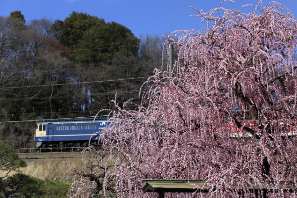写真展「鉄路輝く」　同志社大学鉄道同好会クローバー会 （OB会）　5月27日より開催